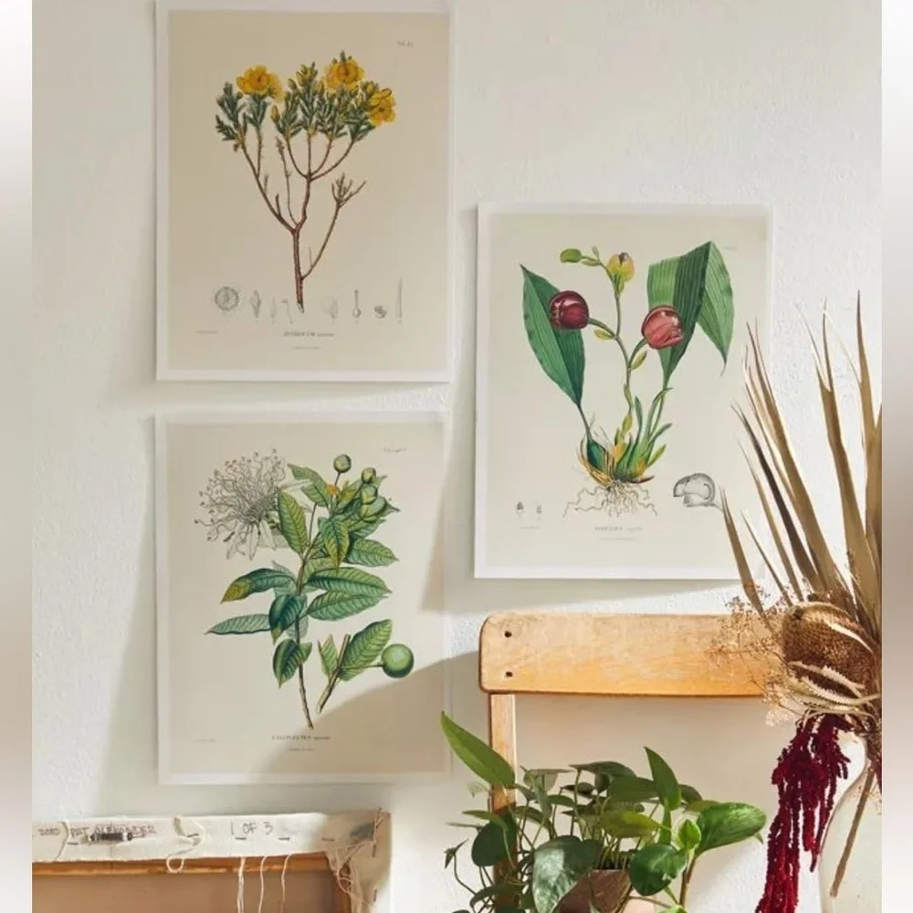 NWT Urban Outfitters Alexander von Humboldt Botanical Illustrations 22 Posters